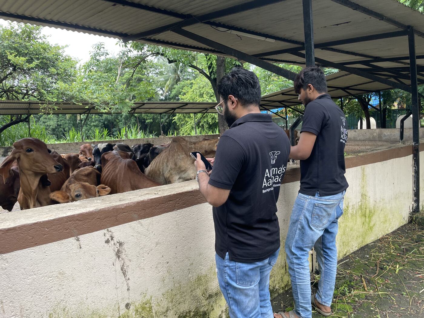 Animals Aadhaar team registering cows at a gaushala